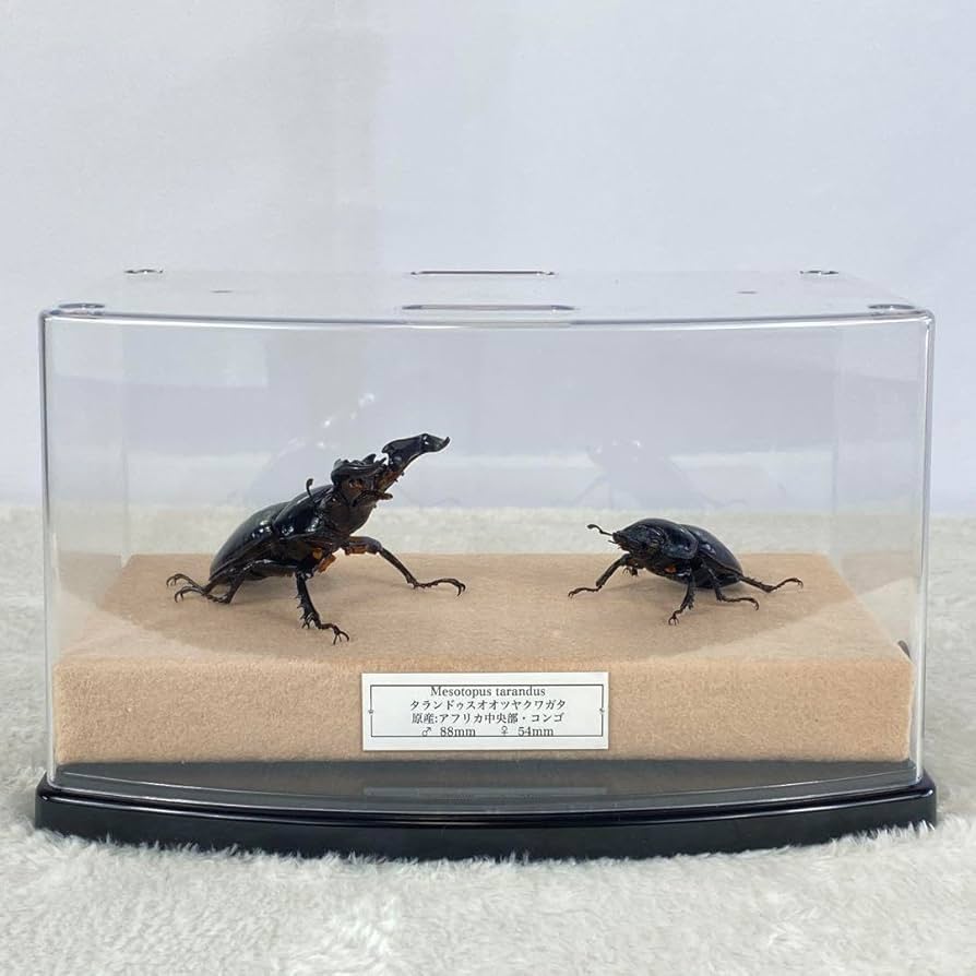 【ペア】タランドゥスオオツヤクワガタのオブジェ（標本） Amazon.co.jp: 【ペア】 タランドゥスオオツヤクワガタの